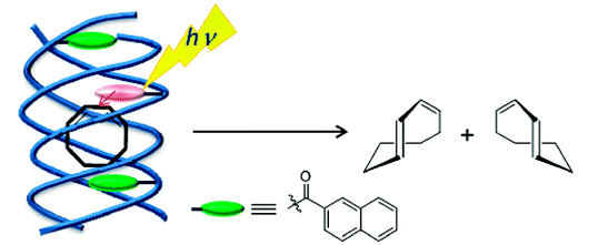 22.Enantiodifferentiating Photoisomerization of (Z,Z)-1,3-Cyclooctadiene Included and Sensitized by Naphthoyl-Curdlan. 