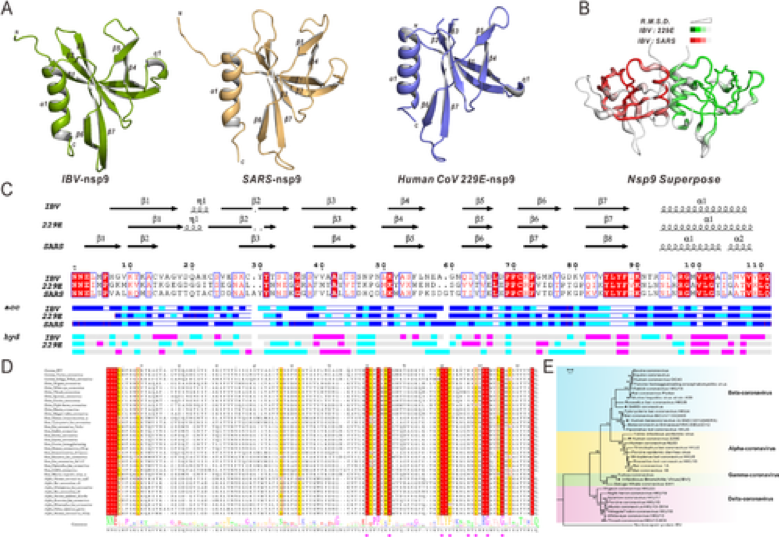 72.Structural basis for dimerization and RNA binding of avian infectious bronchitis virus nsp9.