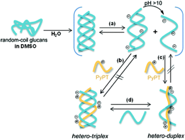 64.Electrostatically promoted dynamic hybridization of glucans with cationic polythiophene.