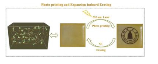 135.Photoprinting and expansion-induced erasure with supramolecular hydrogels crosslinked by pseudorotaxanation